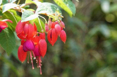 güzel çiçek açan çiçeklerin yakın çekim