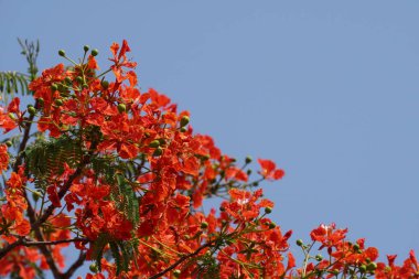 güzel çiçek açan çiçeklerin yakın çekim