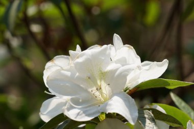 güzel çiçek açan çiçeklerin yakın çekim