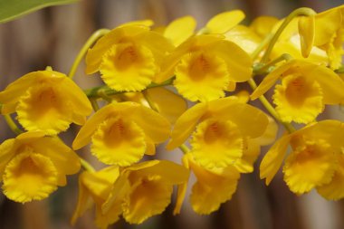 güzel çiçek açan çiçeklerin yakın çekim