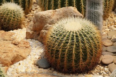 yeşil kaktüs bitkisinin yakın çekim çekimi