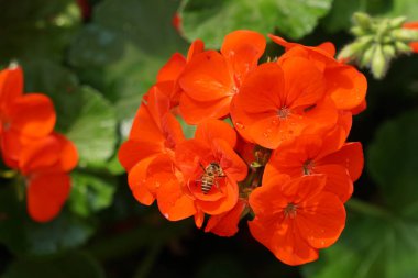 güzel çiçek açan çiçeklerin yakın çekim