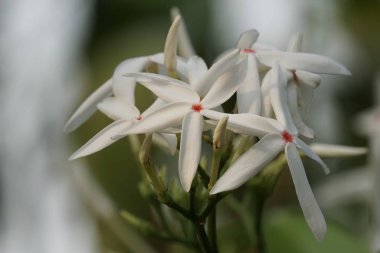 güzel çiçek açan çiçeklerin yakın çekim