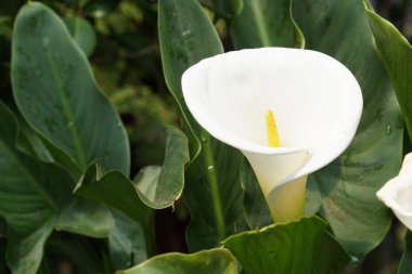 güzel çiçek çiçek yakın çekim