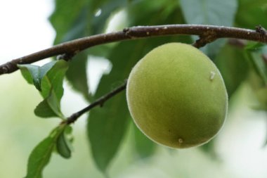 Dalda olgunlaşan taze egzotik meyvelerin yakın plan çekimi.