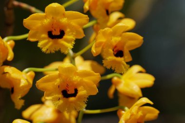 güzel çiçek açan çiçeklerin yakın çekim