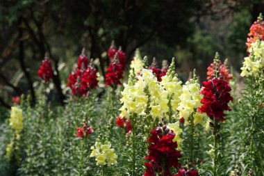 güzel çiçek açan çiçeklerin yakın çekim