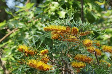 güzel çiçek açan çiçeklerin yakın çekim