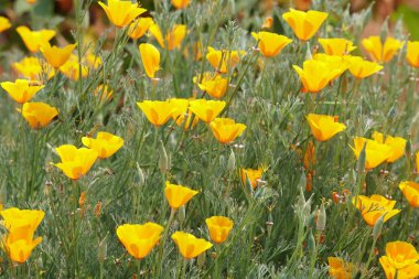 güzel çiçek açan çiçeklerin yakın çekim