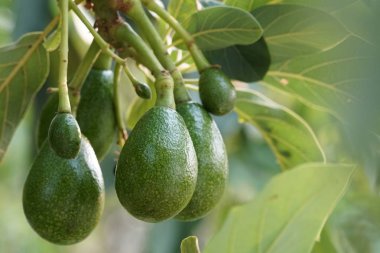 Dal üzerinde olgunlaşan taze avokadoların yakın plan çekimi.