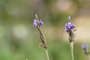 güzel çiçek açan çiçeklerin yakın çekim