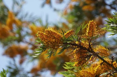 Çiçek açan yaprakların yakın plan çekimi.