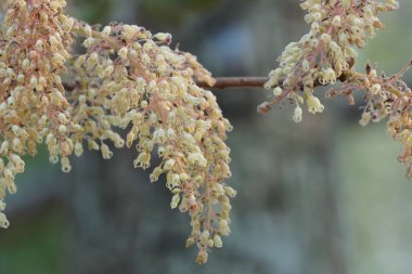 güzel çiçek açan çiçeklerin yakın çekim