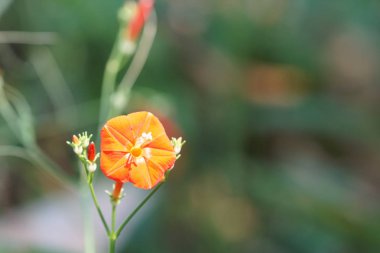 güzel çiçek açan çiçeklerin yakın çekim