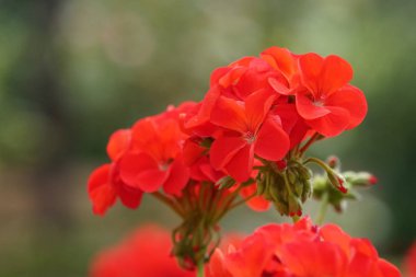 güzel çiçek açan çiçeklerin yakın çekim