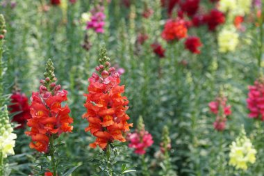 güzel çiçek açan çiçeklerin yakın çekim