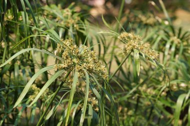 Çiçek açan yaprakların yakın plan çekimi.
