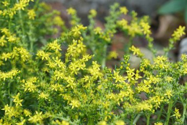 güzel çiçek açan çiçeklerin yakın çekim