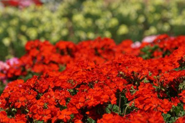 güzel çiçek açan çiçeklerin yakın çekim