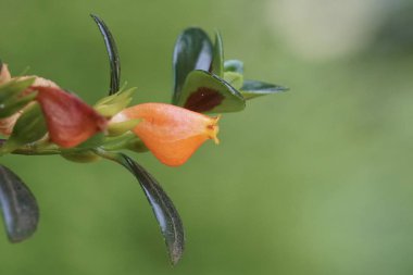 güzel çiçek çiçek yakın çekim