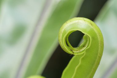 Güzel yeşil bitkinin yakın plan çekimi.