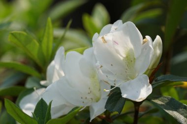 güzel çiçek açan çiçeklerin yakın çekim