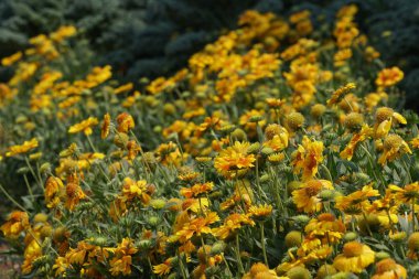güzel çiçek açan çiçeklerin yakın çekim
