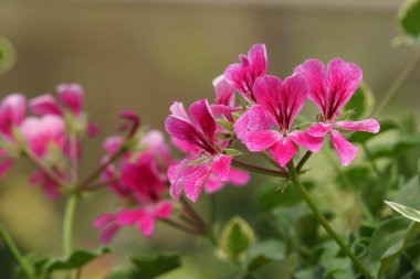 güzel çiçek açan çiçeklerin yakın çekim