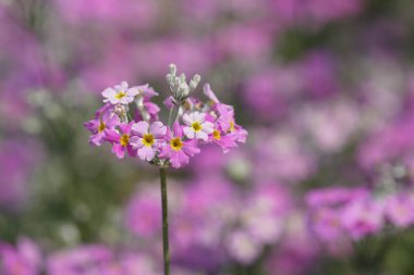 güzel çiçek açan çiçeklerin yakın çekim