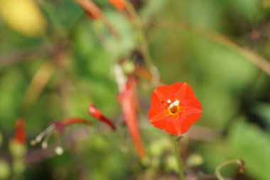 güzel çiçek açan çiçeklerin yakın çekim