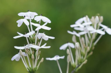 güzel çiçek açan çiçeklerin yakın çekim