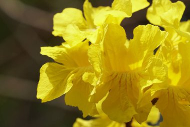 güzel çiçek açan çiçeklerin yakın çekim