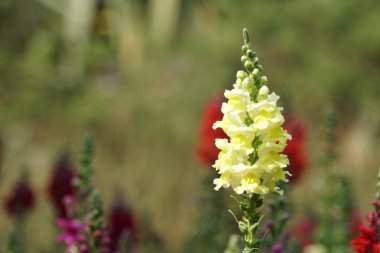 güzel çiçek açan çiçeklerin yakın çekim