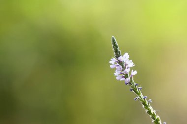 güzel çiçek açan çiçeklerin yakın çekim