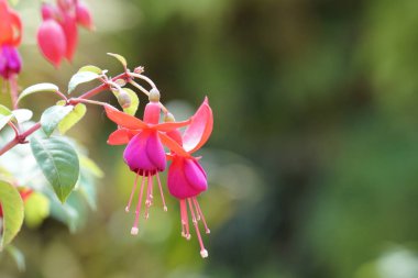 güzel çiçek açan çiçeklerin yakın çekim