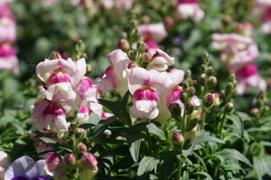 güzel çiçek açan çiçeklerin yakın çekim