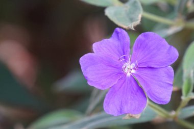 güzel çiçek çiçek yakın çekim
