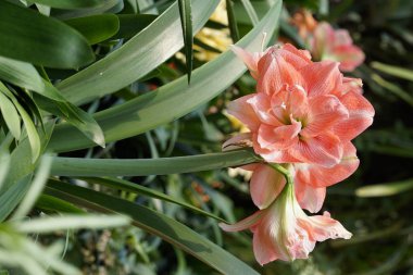 güzel çiçek açan çiçeklerin yakın çekim