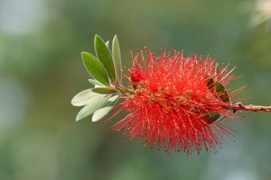 güzel çiçek açan çiçeklerin yakın çekim