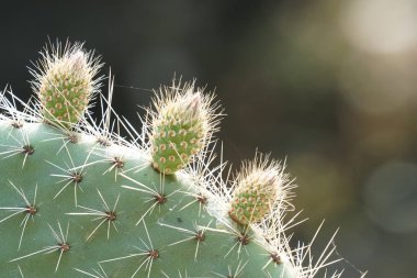 yeşil kaktüs bitkisinin yakın çekim çekimi