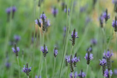 güzel çiçek açan çiçeklerin yakın çekim