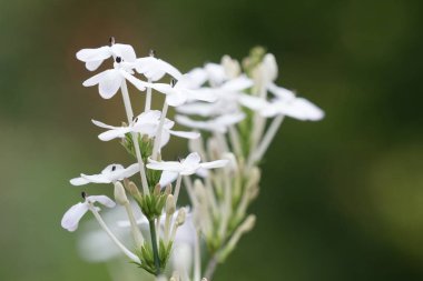 güzel çiçek açan çiçeklerin yakın çekim
