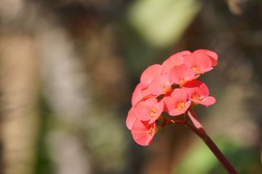 güzel çiçek açan çiçeklerin yakın çekim