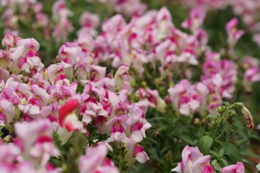 güzel çiçek açan çiçeklerin yakın çekim