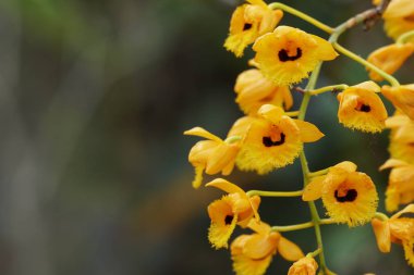 güzel çiçek açan çiçeklerin yakın çekim