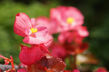 güzel çiçek açan çiçeklerin yakın çekim