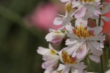 güzel çiçek açan çiçeklerin yakın çekim