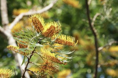 güzel çiçek açan çiçeklerin yakın çekim