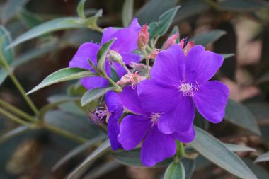 güzel çiçek açan çiçeklerin yakın çekim