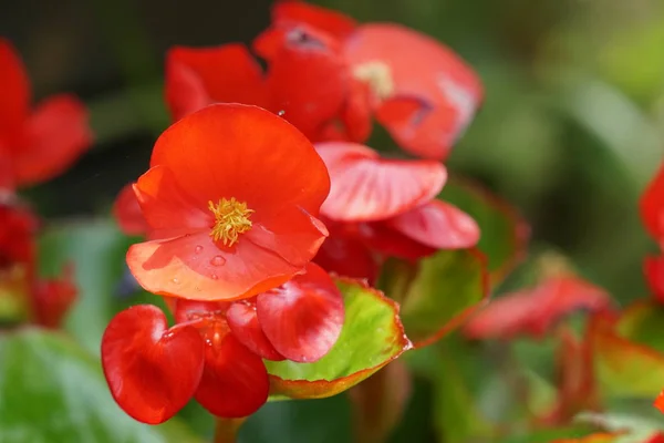 Close Shot Beautiful Blossoming Flowers — Stock Photo, Image